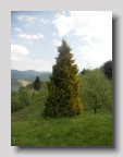 DSCN0968